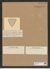 Triceratium incrassatum Castr. (de-Toni-Nr.: Genus 140, Species 3710) Zeichnungen Sammlung Grunow Nr. 7194 (NHMW-BOT-W0376177)